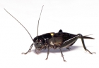 Zweifleckgrillen in der Dose (Gryllus bimaculatus)