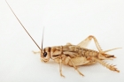 Heimchen in der Dose (Acheta domesticus)