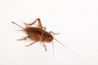 Steppengrillen in der Dose (Gryllus assimilis)