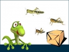 Wanderheuschrecken Gro�packung (Locusta migratoria)